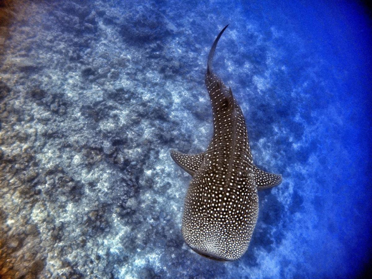 Athiri Beach Maldives Дигура Экстерьер фото